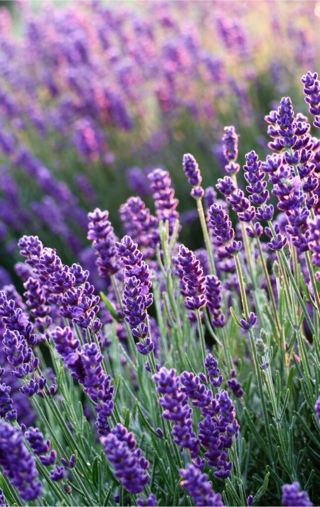 levendula