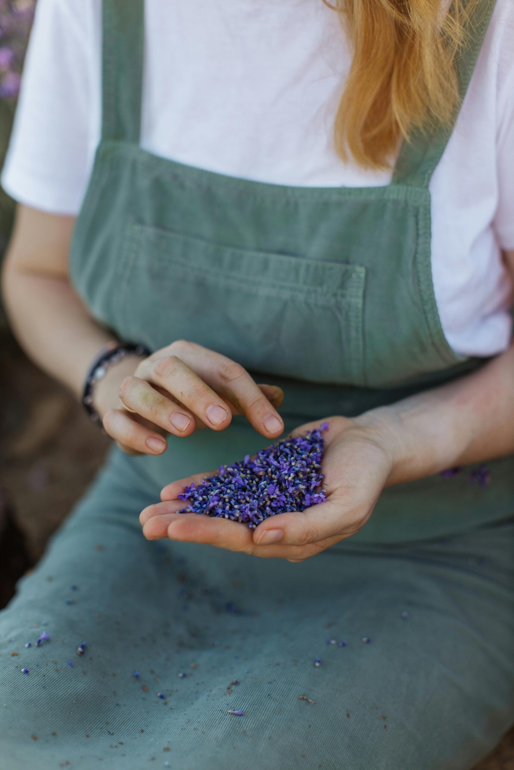 Lélekemelő levendula – Kalandozz te is Provence-tól Pannonhalmáig! levendula
