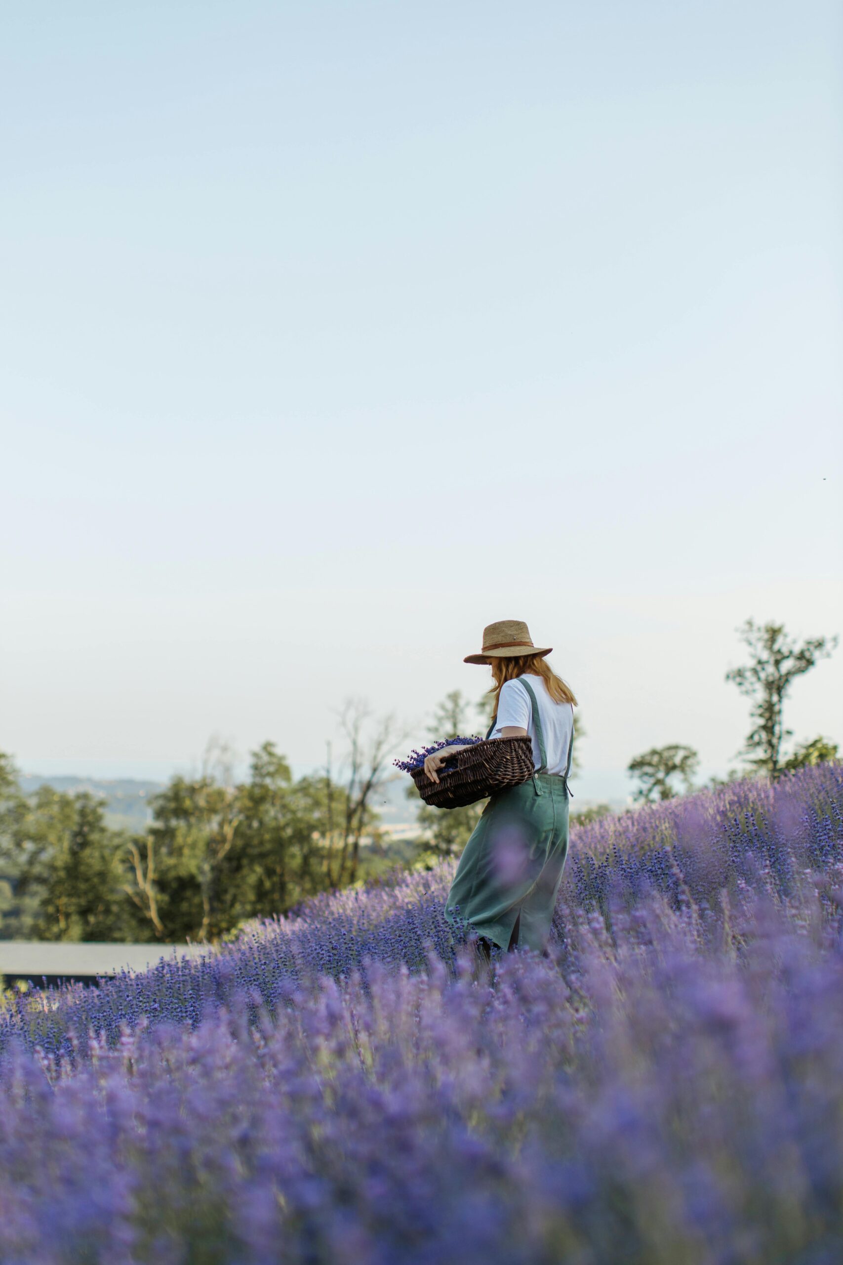 Lélekemelő levendula – Kalandozz te is Provence-tól Pannonhalmáig! levendula