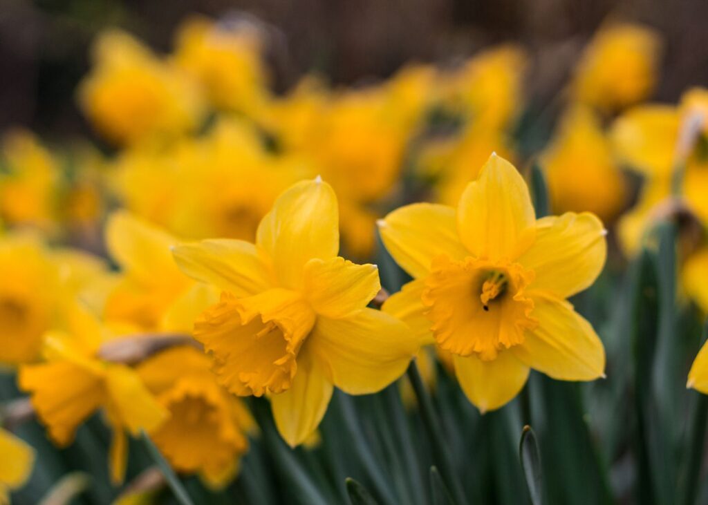 Virágba borult arborétumok Remind magazin