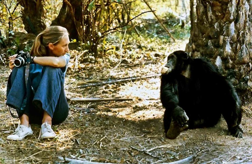 jane goodall