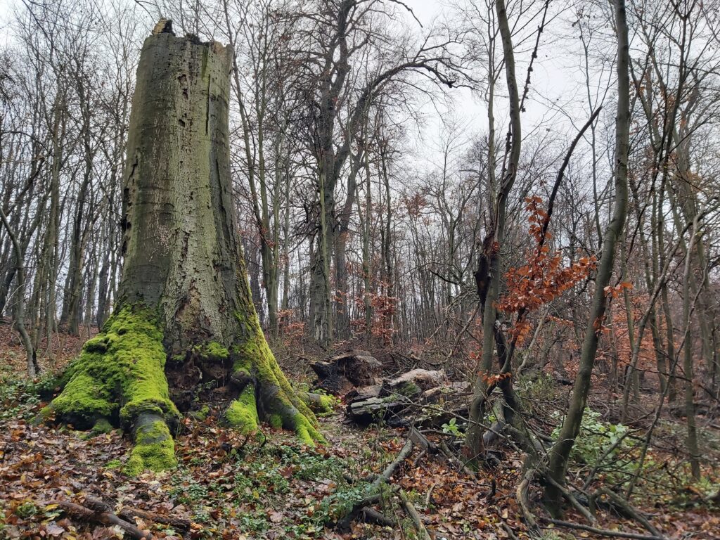 „A szentélyerdők felkeresését a kíváncsiság és az értékmentés motiválta” – interjú Gálhidy Lászlóval, a WWF Magyarország Erdő programjának vezetőjével Remind magazin