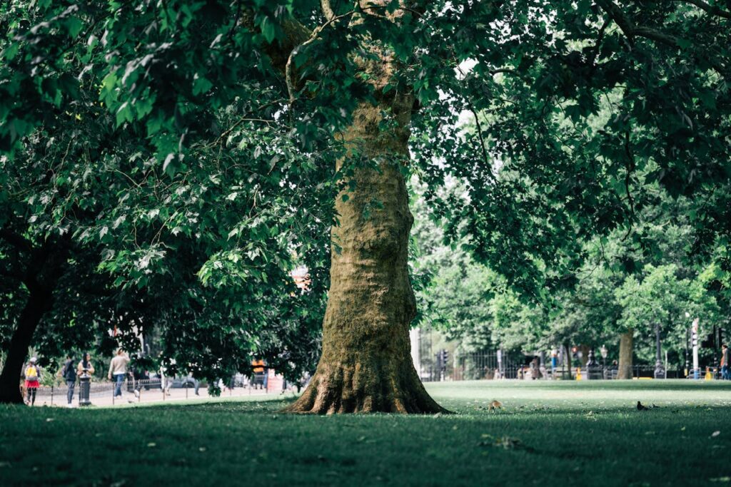 termeszet_london_foto_pexels 2