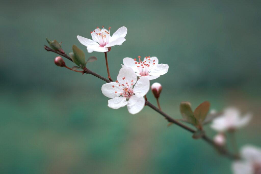 cseresznyefa_viragzas_foto_unsplash